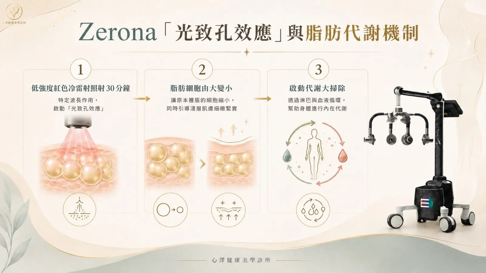 拆解 Zerona「光致孔效應」與脂肪代謝機制