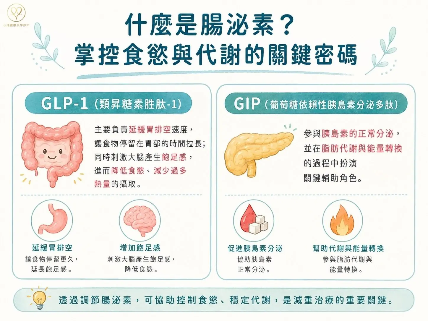 什麼是腸泌素?掌控食慾與代謝的關鍵密碼